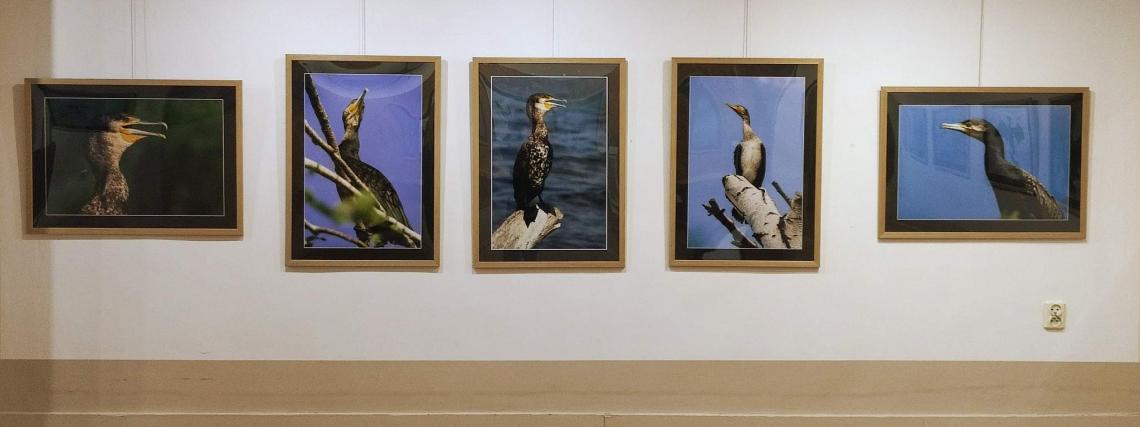 Wystawa fotografii pt. &quot;Ptaszory&quot; autorstwa Ziemowita Kalkowskiego.